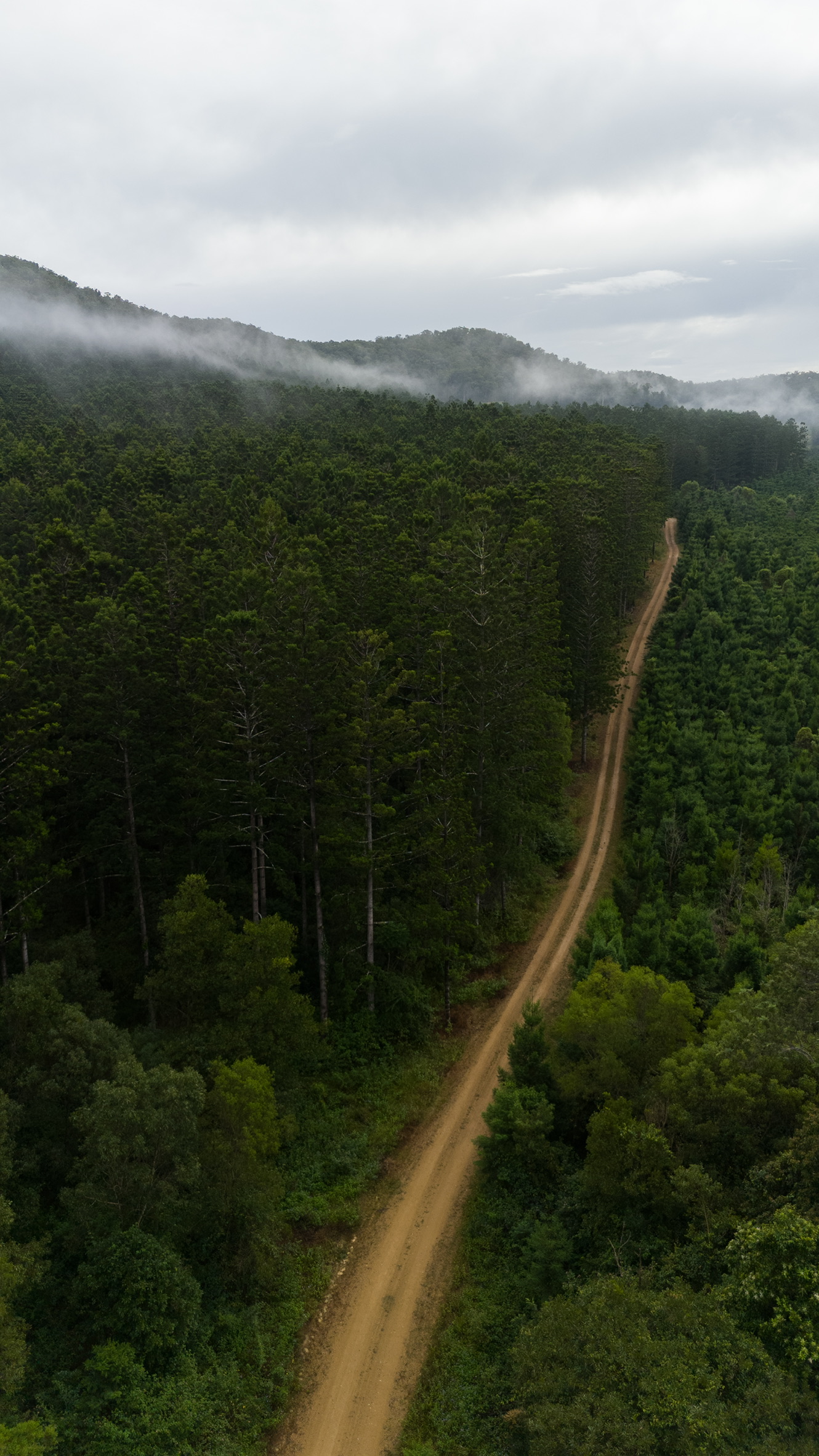 Amamoor forest landscape shot