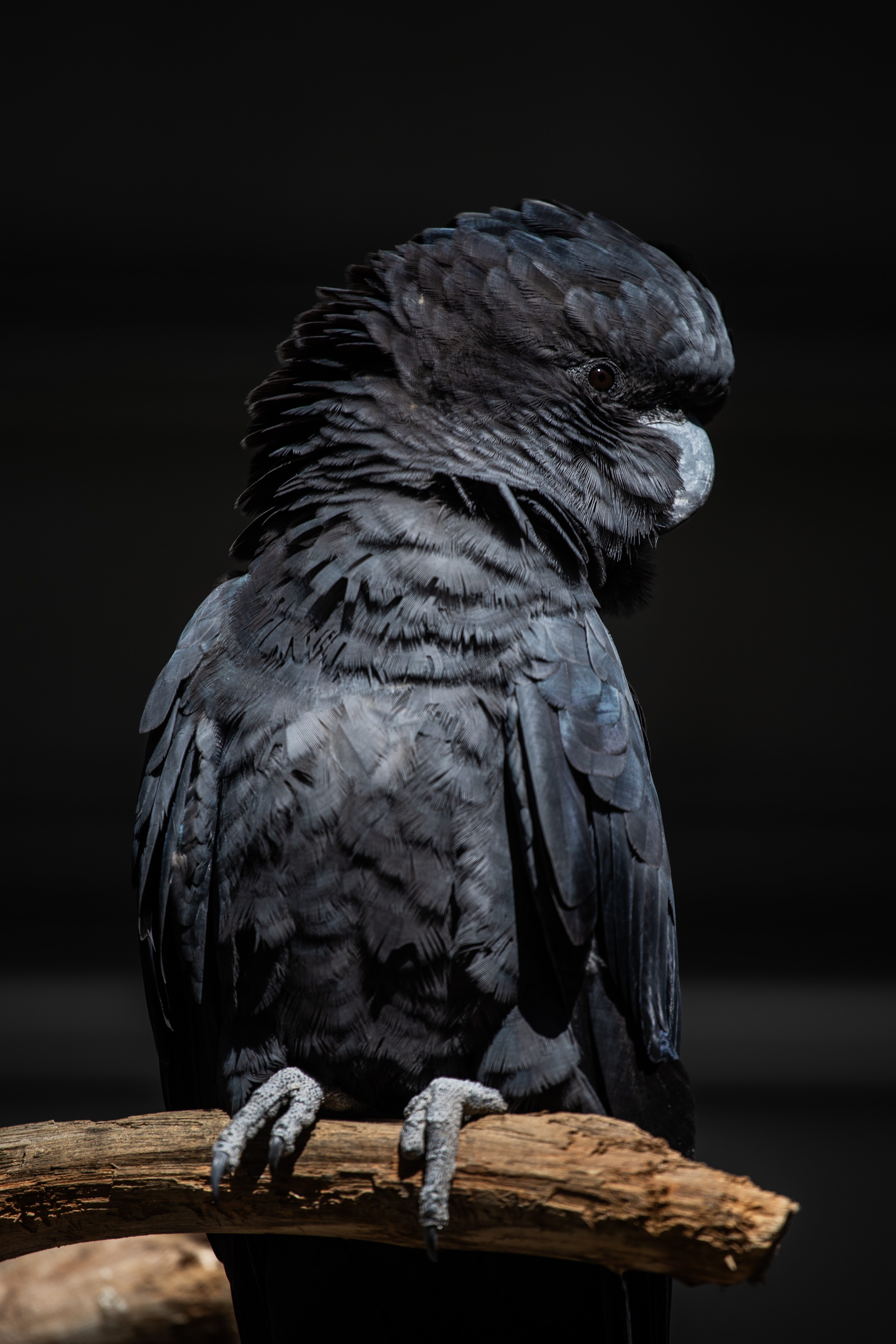 Bird photography portrait shot