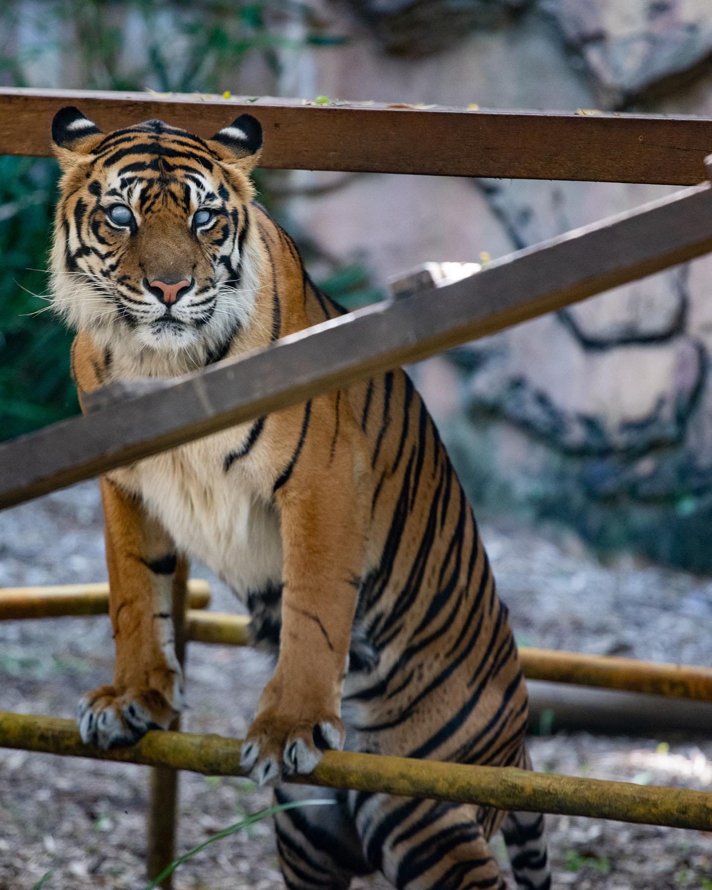 Tiger portrait image